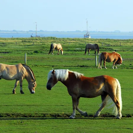 Apartment Dünenstübchen, Haus Seeadler