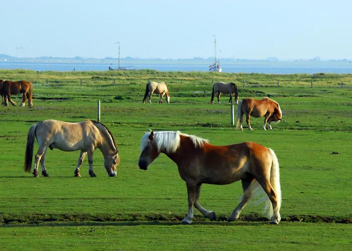 Апартаменты Duenenstuebchen, Haus Seeadler
